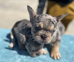 Small Photo #33 French Bulldog Puppy For Sale in CHARLESTON, SC, USA