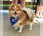 Small #3 Pomeranian
