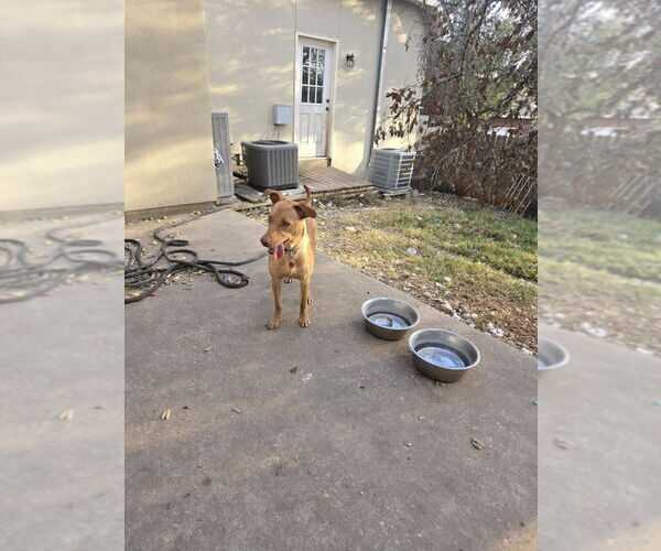 Medium Photo #4 Vizsla Puppy For Sale in FRAMINGHAM, MA, USA