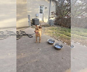 Becky - Female Vizsla Dog for Adoption - Photo #4