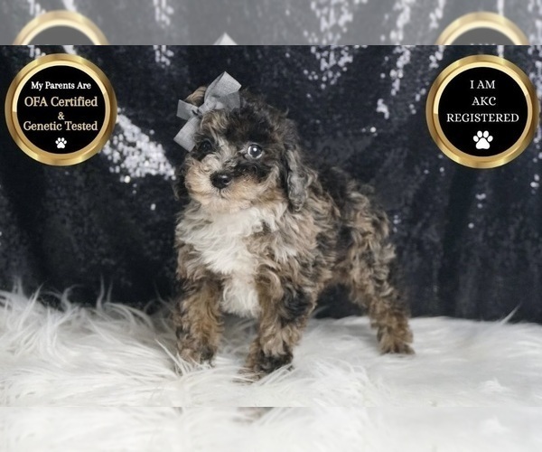 Medium Photo #7 Poodle (Toy) Puppy For Sale in WARSAW, IN, USA