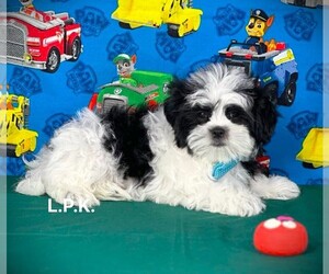 Mal-Shi Puppy for sale in WINNSBORO, LA, USA