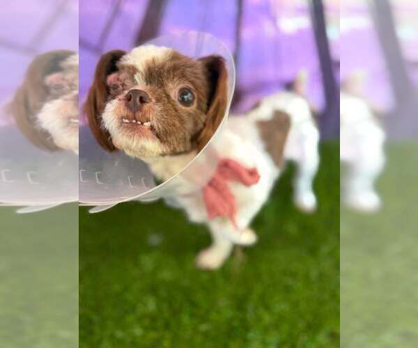Medium Photo #4 Shih Tzu Puppy For Sale in New York, NY, USA