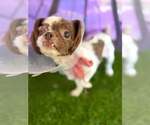 Small #3 Shih Tzu
