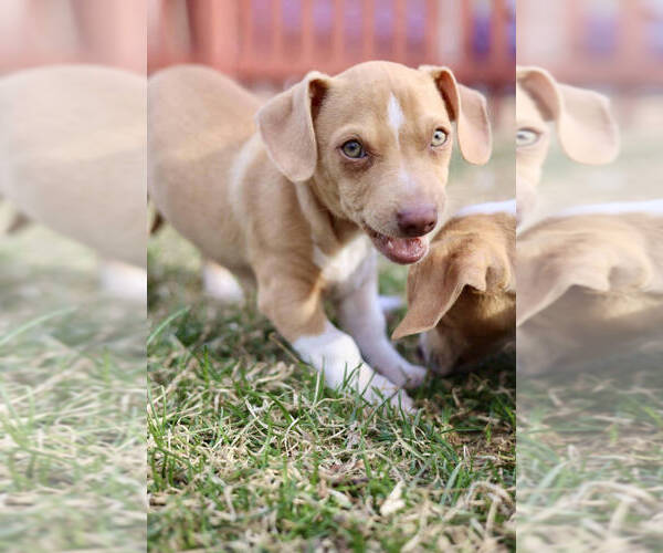 Medium Photo #4 Chihuahua-Unknown Mix Puppy For Sale in Andover, MN, USA