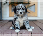 Small #2 Australian Retriever