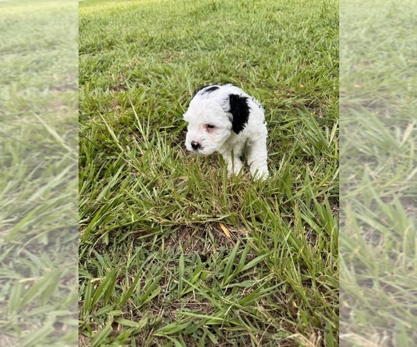 Medium Photo #19 Miniature Bernedoodle Puppy For Sale in AUBURNDALE, FL, USA