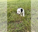 Small #17 Miniature Bernedoodle