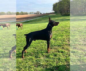 Father of the Doberman Pinscher puppies born on 10/26/2025