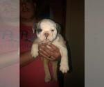 Small Photo #1 English Bulldog Puppy For Sale in SPENCER, TN, USA