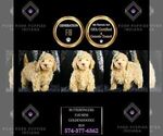 Small #2 Goldendoodle (Miniature)