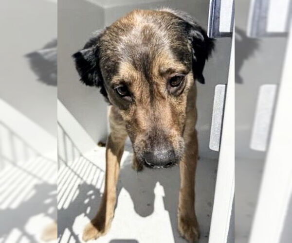 Medium Photo #2 Labrador Retriever Puppy For Sale in Houston, TX, USA