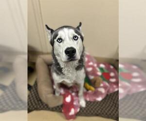 Siberian Husky Dogs for adoption in Chula Vista, CA, USA