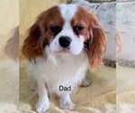 Small Photo #9 Cavapoo Puppy For Sale in GILBERTSVILLE, PA, USA