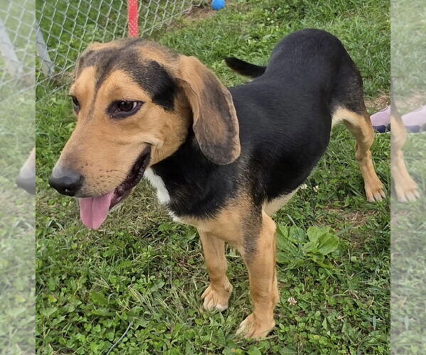 Medium Photo #2 Bagle Hound Puppy For Sale in Batavia, OH, USA