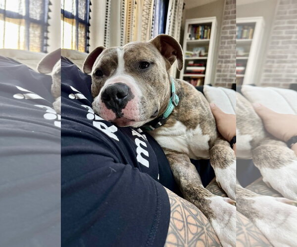 Medium Photo #7 American Pit Bull Terrier Puppy For Sale in Alexandria, VA, USA