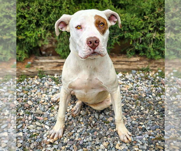 Medium Photo #2 American Staffordshire Terrier Puppy For Sale in Albuquerque, NM, USA
