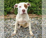 Small #1 American Staffordshire Terrier