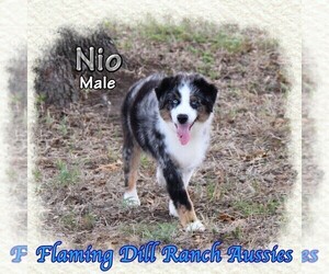 Miniature Australian Shepherd Puppy for Sale in FORESTBURG, Texas USA