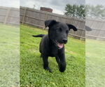 Small #3 Labrador Retriever Mix