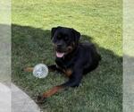 Small #7 Rottweiler
