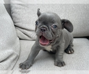 French Bulldog Puppy for sale in BROOKLYN, NY, USA