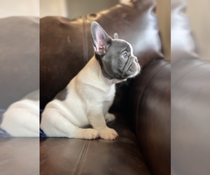 French Bulldog Puppy for sale in MILLIKEN, CO, USA