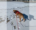Small #9 Labrador Retriever Mix