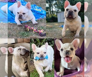Father of the French Bulldog puppies born on 06/07/2022
