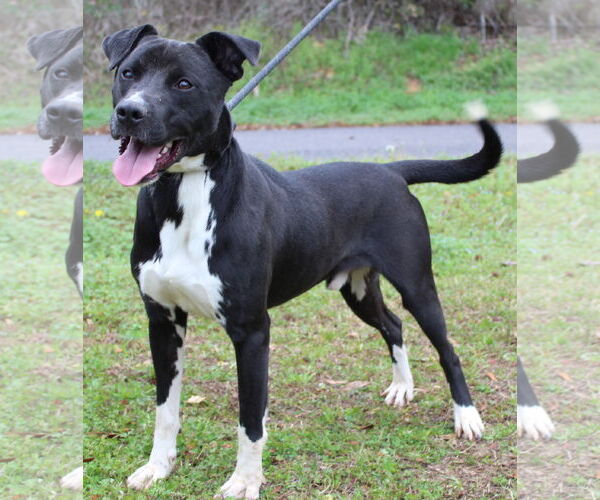 Medium Photo #1 Mutt Puppy For Sale in Prattville, AL, USA