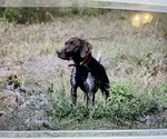 Small Photo #1 German Shorthaired Pointer Puppy For Sale in ELIZABETH CITY, NC, USA