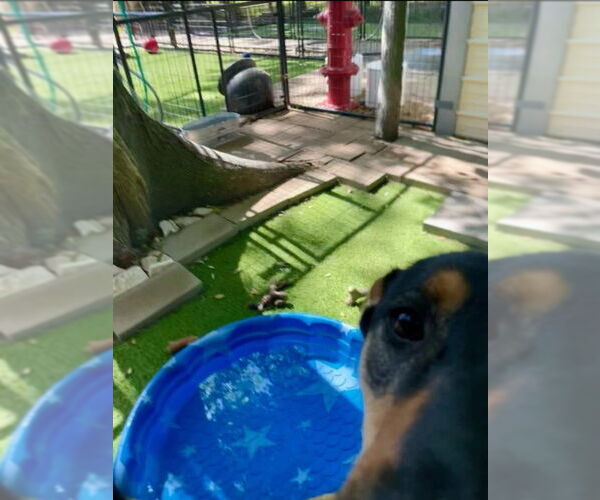 Medium Photo #13 German Shepherd Dog-Miniature Pinscher Mix Puppy For Sale in Winston Salem, NC, USA