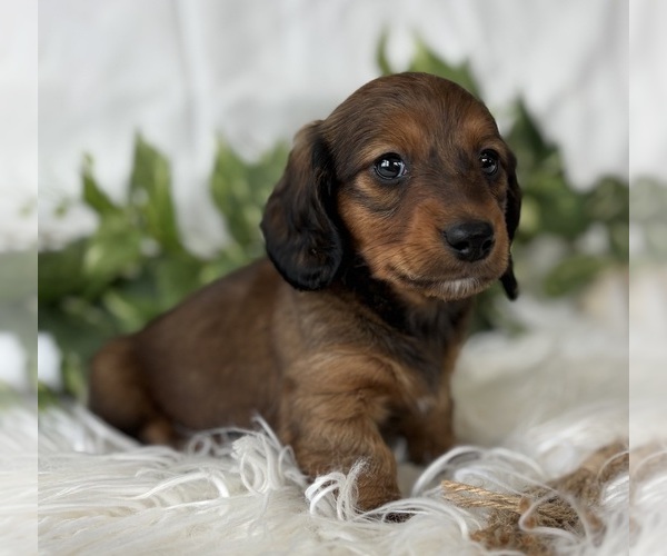 Medium Photo #7 Dachshund Puppy For Sale in ROCK STREAM, NY, USA