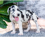 Small Photo #1 Great Dane Puppy For Sale in WAKARUSA, IN, USA