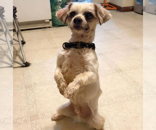 Medium Photo #4 Mal-Shi Puppy For Sale in Omaha, NE, USA