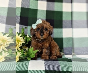 Goldendoodle (Miniature) Puppy for sale in CHRISTIANA, PA, USA