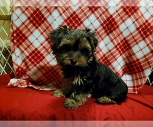 Yorkshire Terrier Puppy for sale in WINDHAM, NH, USA
