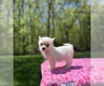 Small Photo #55 Pomsky Puppy For Sale in DRACUT, MA, USA