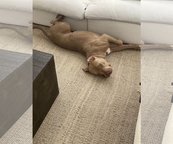 Medium Photo #11 American Pit Bull Terrier-Unknown Mix Puppy For Sale in Chandler, AZ, USA