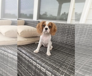 Cavalier King Charles Spaniel Puppy for sale in GROVETOWN, GA, USA