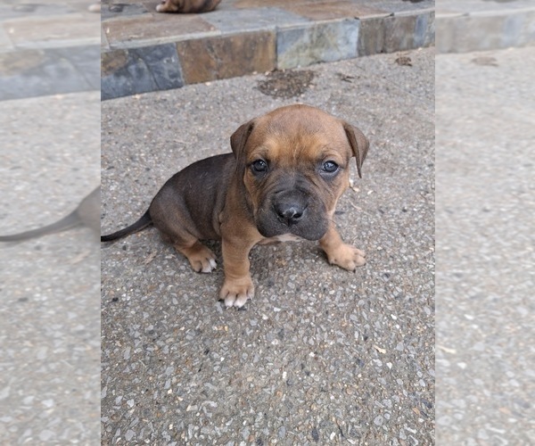 Medium Photo #7 American Bully Puppy For Sale in AURORA, CO, USA