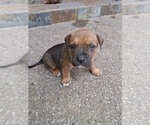 Small #6 American Bully