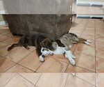 Small #3 Australian Shepherd