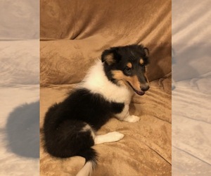 Medium Collie