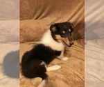Puppy 1 Collie