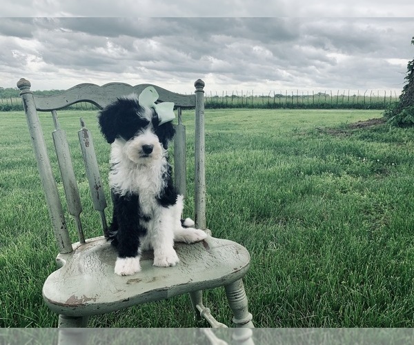 Medium Photo #3 Sheepadoodle Puppy For Sale in DADEVILLE, MO, USA