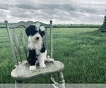 Small Photo #3 Sheepadoodle Puppy For Sale in DADEVILLE, MO, USA