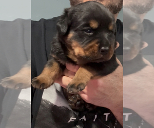Rottweiler Puppy for sale in WALLINGFORD, CT, USA