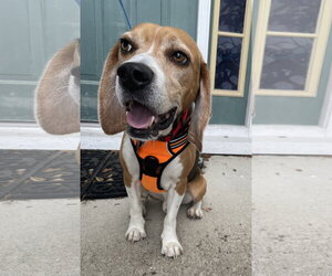 Beagle Dogs for adoption in Tampa, FL, USA