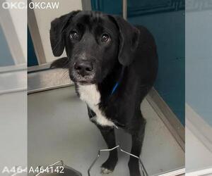 German Shepherd Dog Dogs for adoption in Oklahoma City, OK, USA